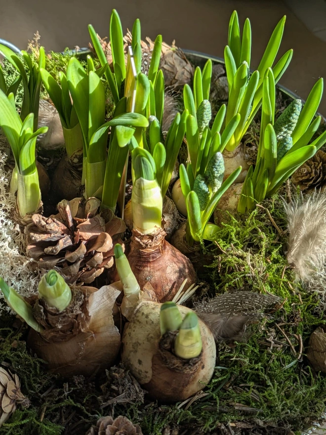 Spring bulbs bursting into life