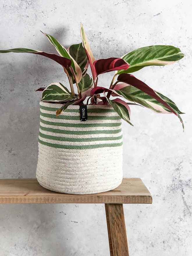 Large ‘Freckles’ Striped Cotton Plant Pot