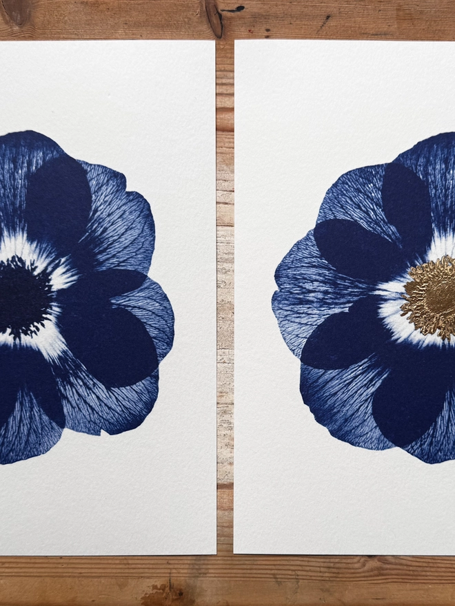 Blue and white Anemone flower Botanical X-ray print from an original Cyanotype 