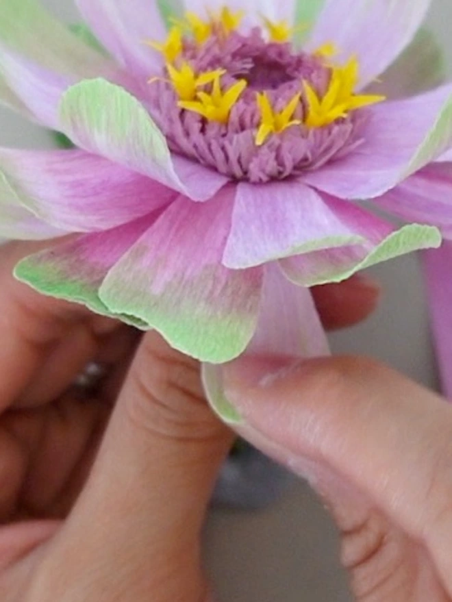Making of Crepe Paper Zinnia in Queen Lime Blush