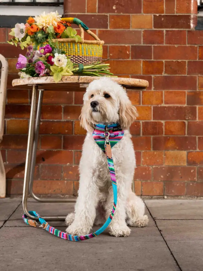 Blue dog lead clipped around a table leg