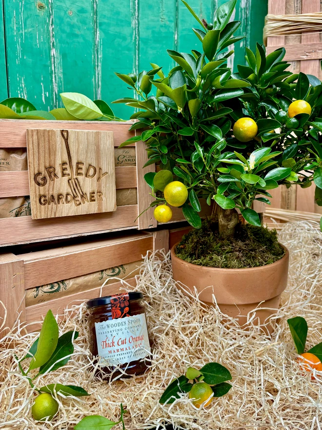 Potted Orange tree and a jar of delicious Seville marmalade nestled in wood wool in front of a Greedy Gardener wooden gifting crate. 