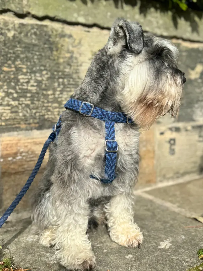 Schanuzer wearing a navy dog harness by stocky & dee sitting on pavement