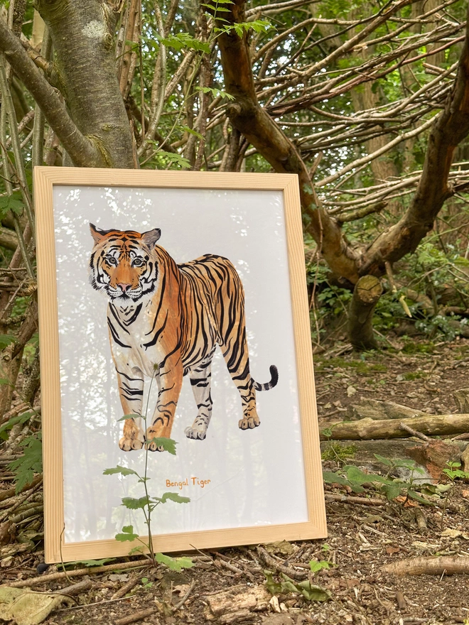 framed print amongst the trees featuring an illustration of a Bengal Tiger