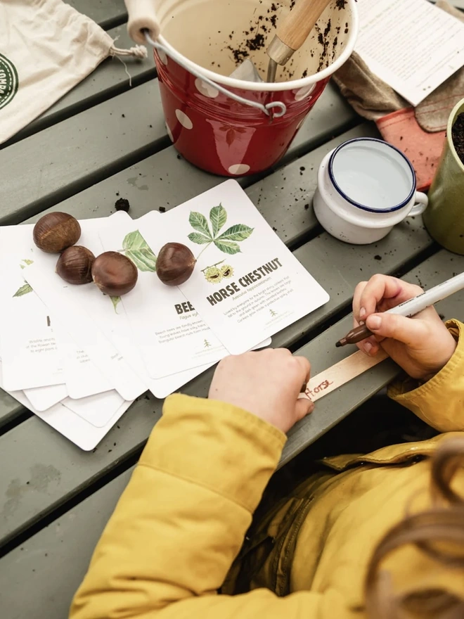 The Grow Your Own British Tree Kit