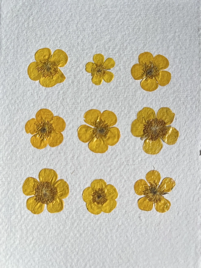 close up pressed buttercup flower heads