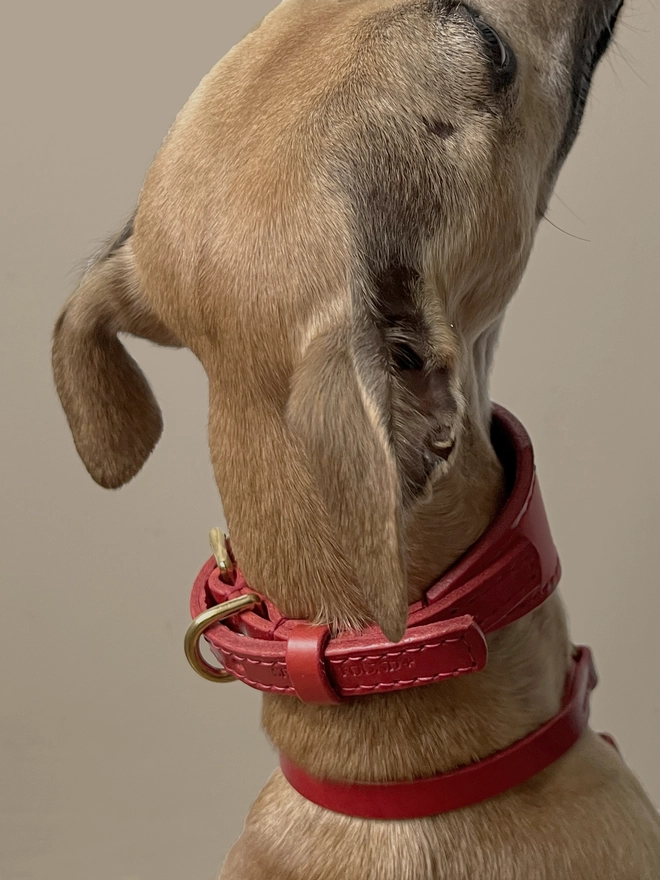 head shot of whippet showing back of red sighthound collar