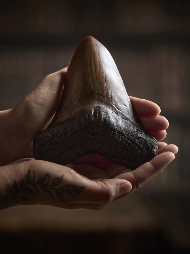 Realistic edible chocolate Megalodon shark tooth fossil held in woman's hands