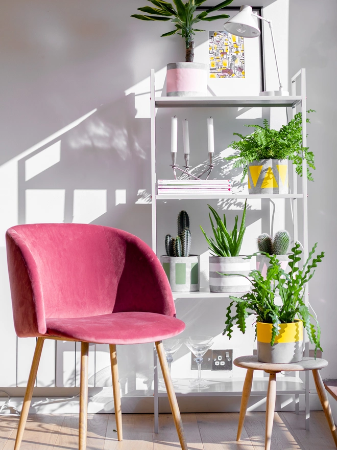 Shelves with Pow Pots plants pots in yellow and green with a pink chair and small wooden table