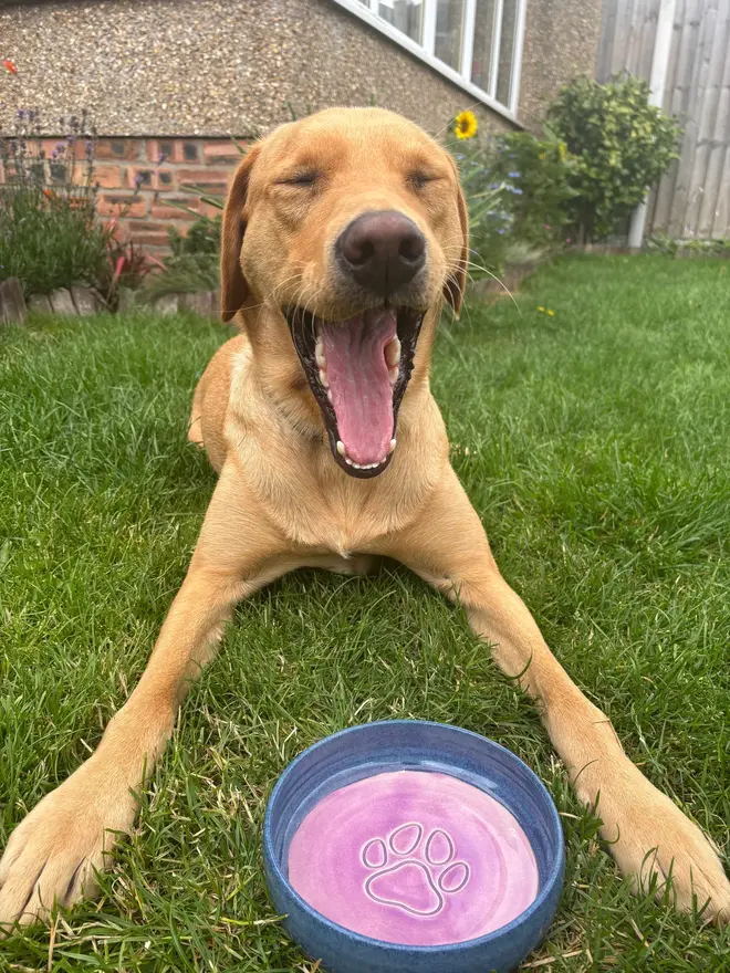 Landscape Dog Bowl, a colourful dog bowl sitting on a path of grass next to a thirsty dog. 