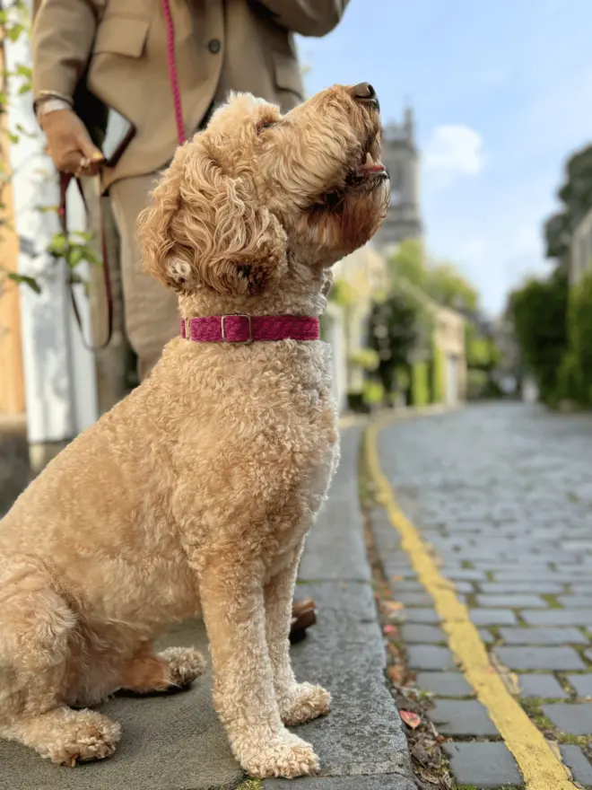 cockapoo wearing a pink dog collar stood on pavement 