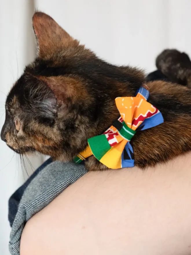 Colourful bow tie on a cat