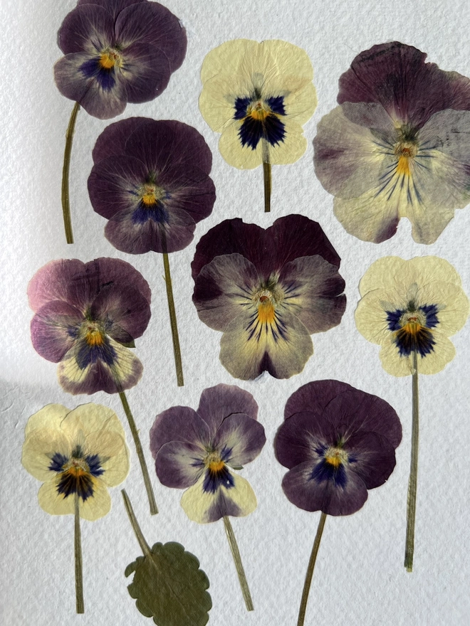 close up of pressed pansy flowers
