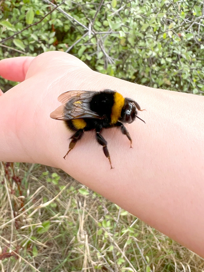 Photograph of a Queen bumblebee on a human arm being taken to safety