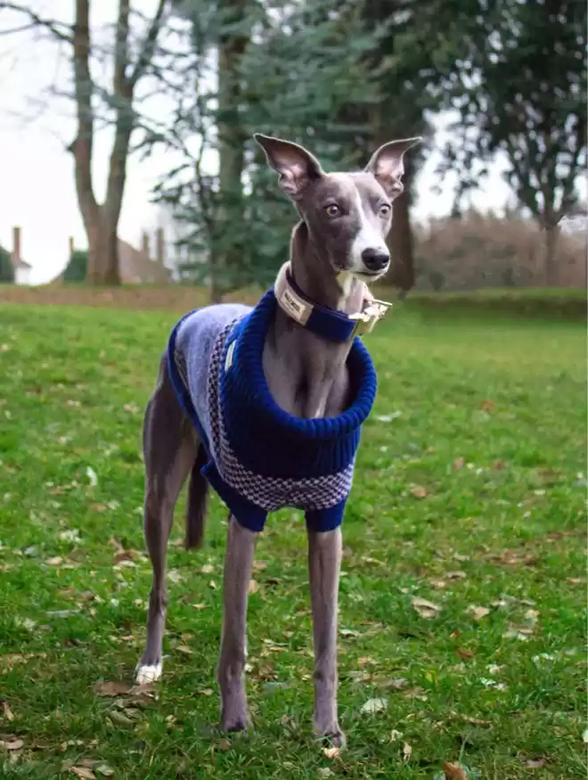 whippet in a navy dog collar and matching jumper 
