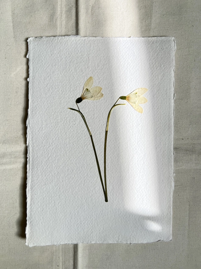 pressed snowdrop flowers on handmade paper