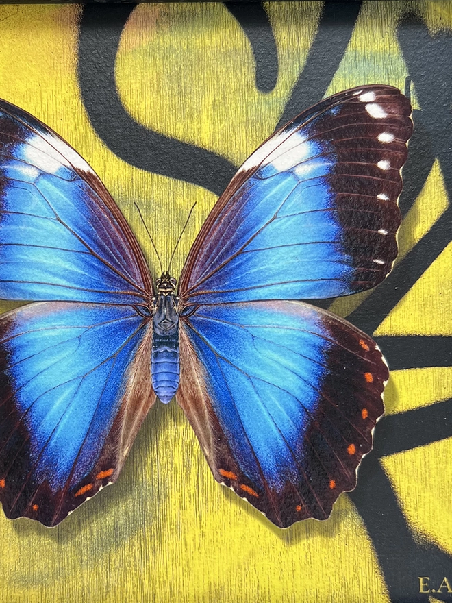 Blue morpho butterfly details on graffiti background.