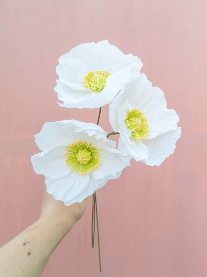 Three white Icelandic paper poppies