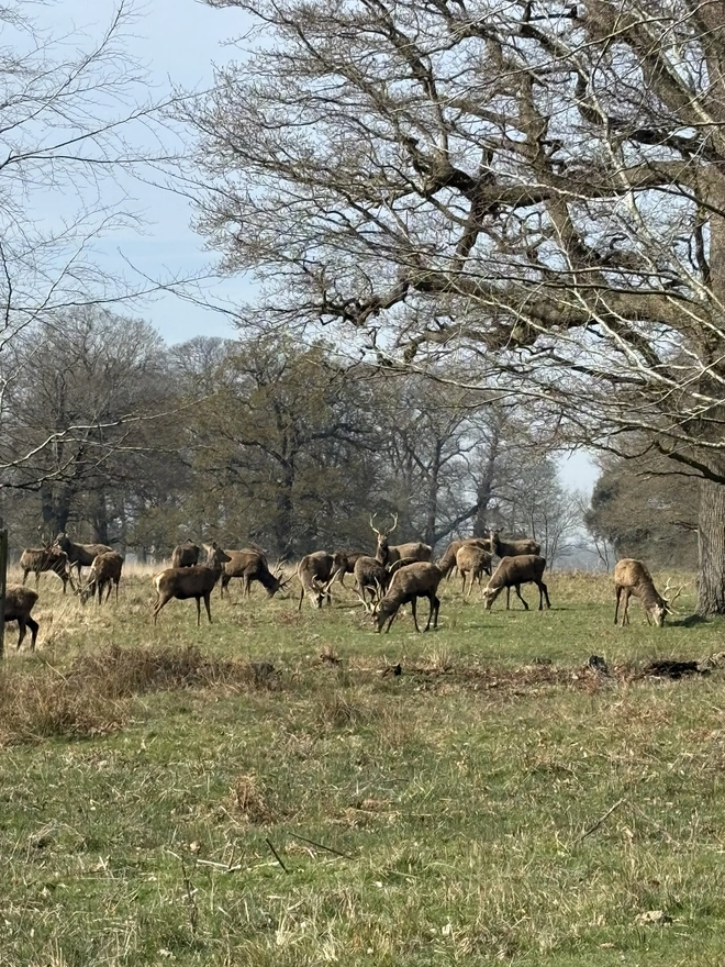 Windsor Great Park
