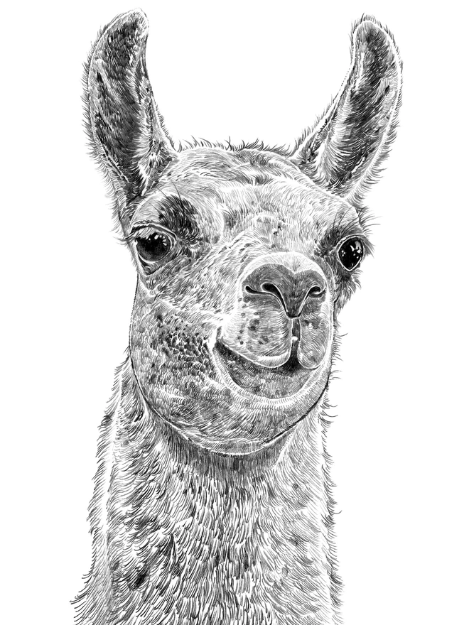Detail of hand drawn llama art print