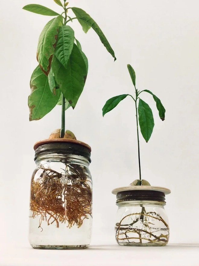 DIY Growing Kit, an avocado plant growing on a plain surface in a glass jar, in front of a white backdrop.