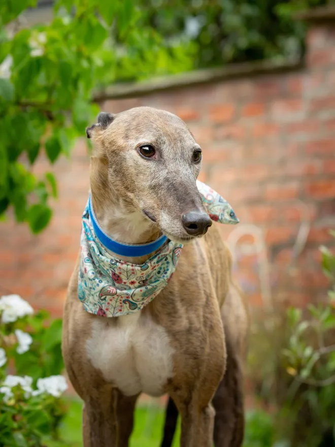 Sea Glass Carnaby Street Dog Bandana