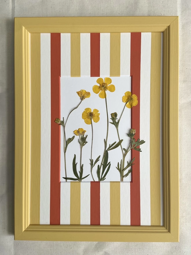Framed yellow buttercup flowers in hand painted stripe mount