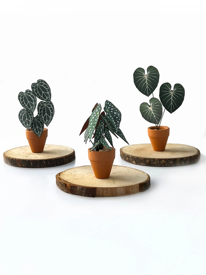 A miniature replica Begonia Maculata polka dot paper plant ornament in a terracotta pot sat on a small wooden log slice with 2 other paper plants on small wooden slices either side (an Anthurium Crystallinum and a Philodendron Gloriosum)
