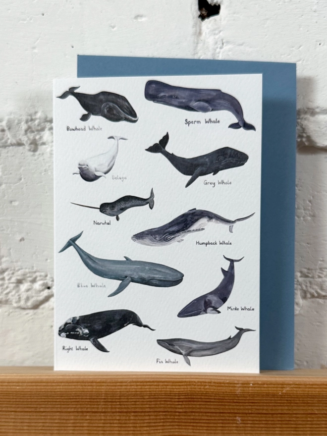 White Card featuring illustrations of 10 different whales with blue envelope