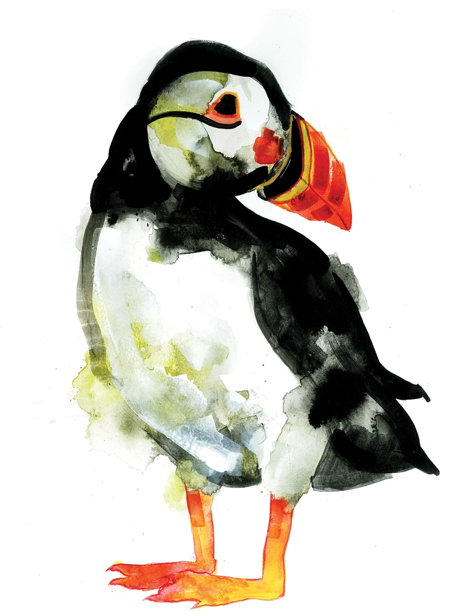 Bird 
puffin
wildlife
nature
beautiful
