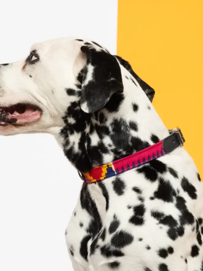 Cute dog wearing a colourful dog collar