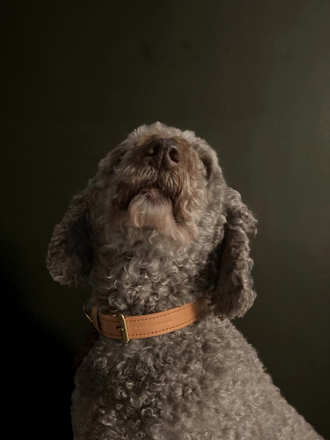 Portrait Of Dog With Collar On