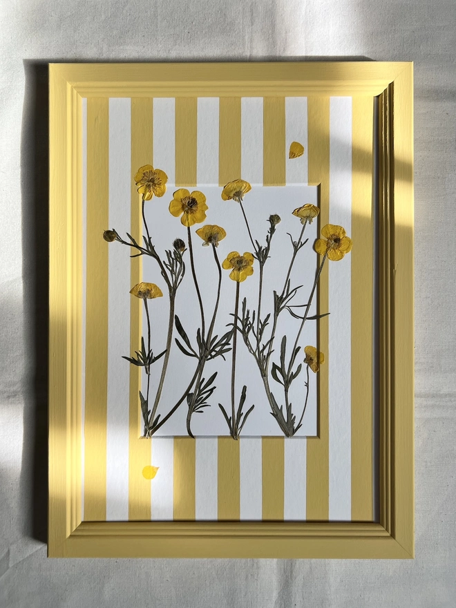 pressed buttercup flowers in a hand painted stripe mount and hand painted wooden frame