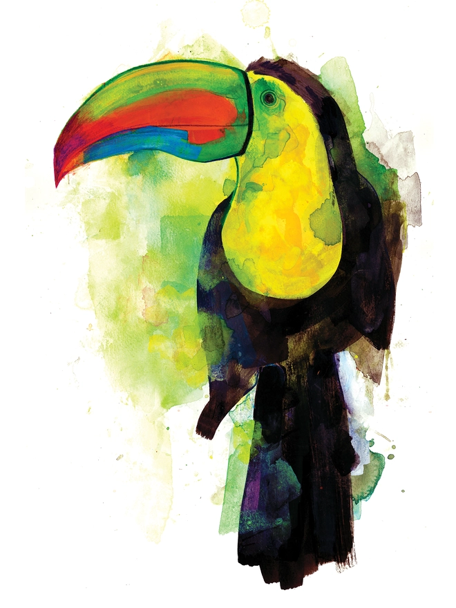 A beautiful toucan