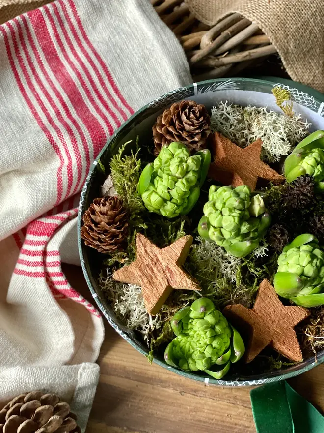 A top down view of a green patterned hat box packed with fragrant hyacinth bulbs, decorated with miniature pine cones and wooden winter stars. 