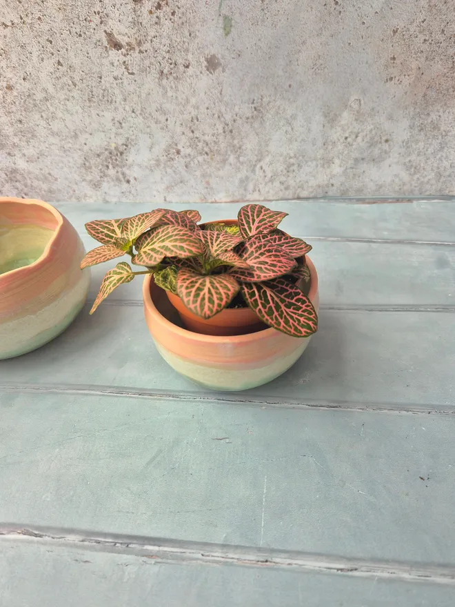Ceramic plant pot, planter, pottery, Pink, real plant, fresh plants, rope hanger, Jenny Hopps Pottery