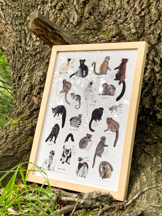 A print featuring illustrations of 20 different lemurs