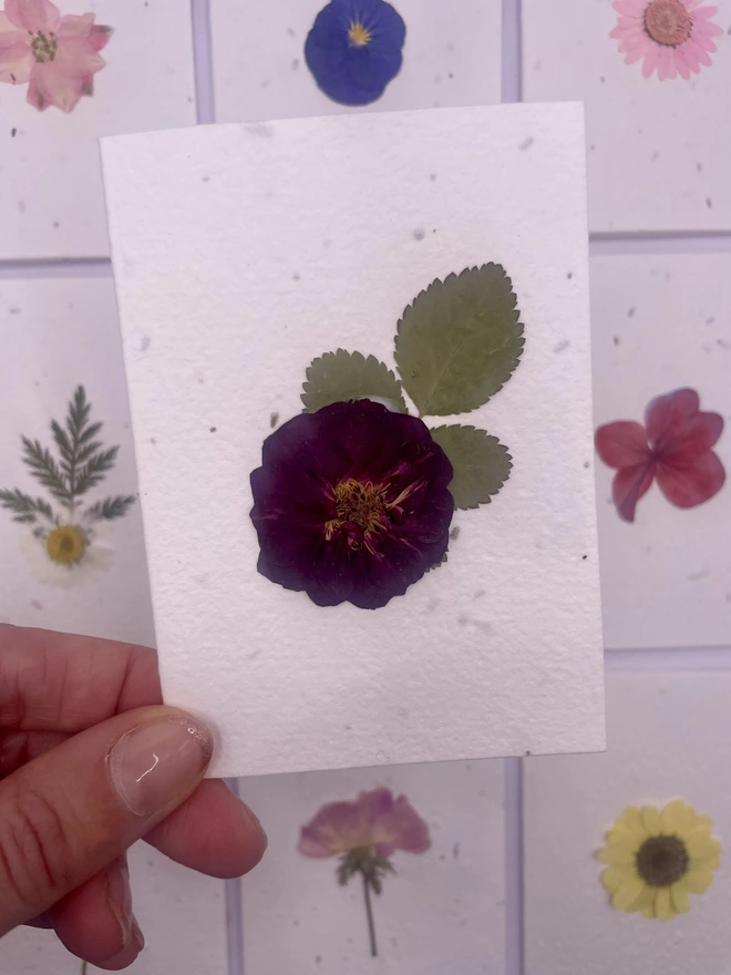 Real Pressed Flower Plantable Notecard, Purple Rose