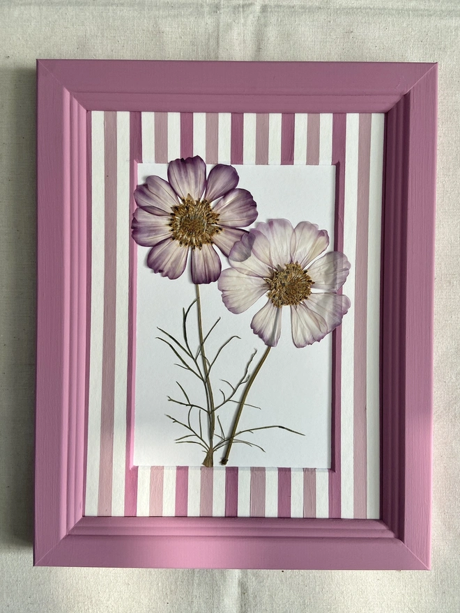 Pressed pink cosmos flowers in painted stripe mount and frame