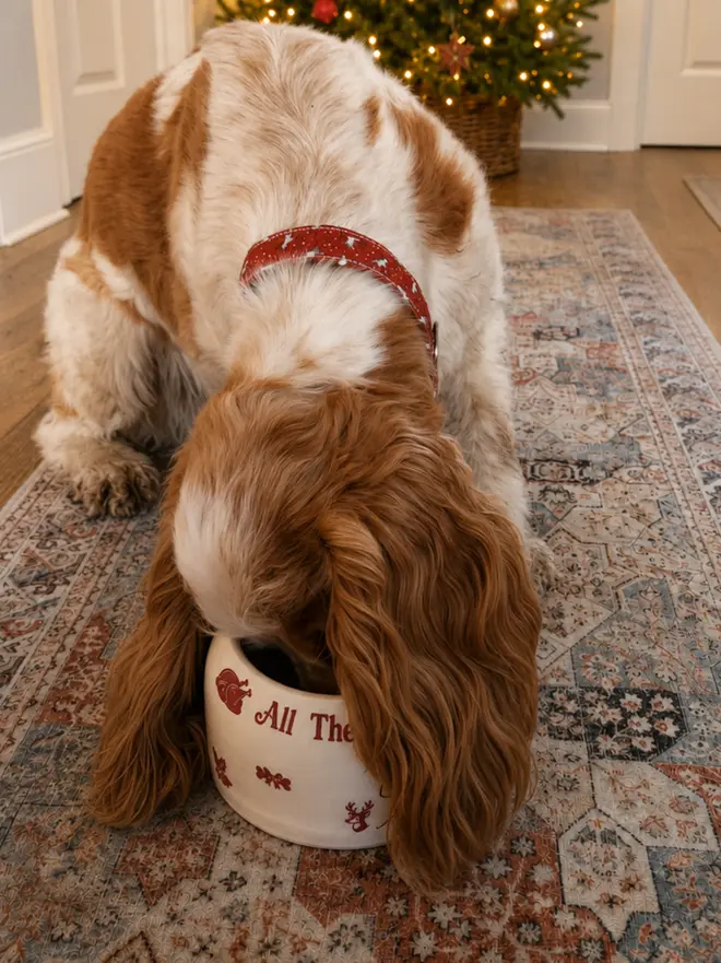 Orange roan Cocker Spaniel eating from an Ear Free Christmas bowl, showing his long ears hanging cleanly outside the narrow rim.