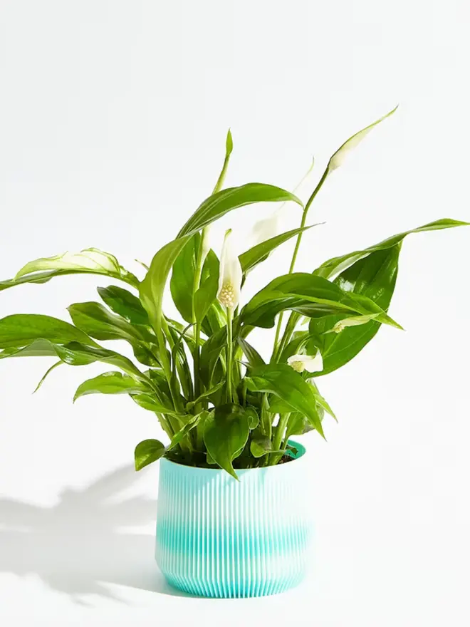 Sustainable 3D Printed Sky Blue Plant Pot, pillar design, against a white background.