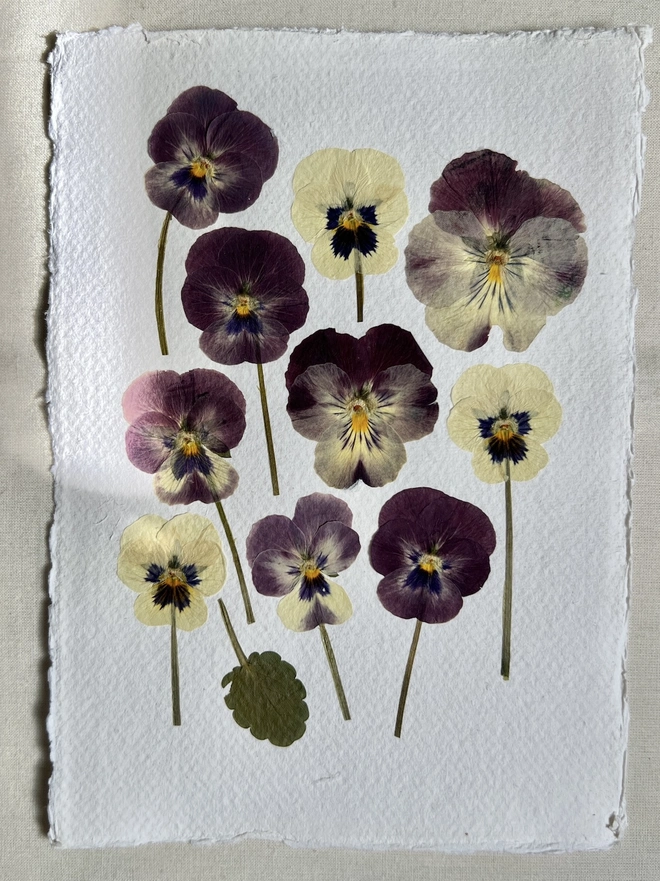 Pressed pansy flowers on handmade paper