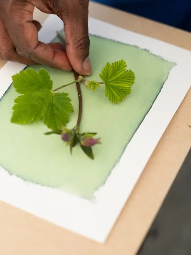 A5 Cyanotype Paper To Create Beautiful Prints With Sunlight