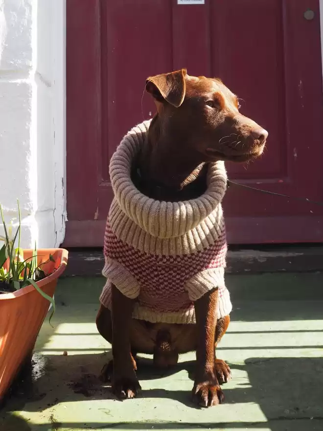 dog in a burgundy jumper 