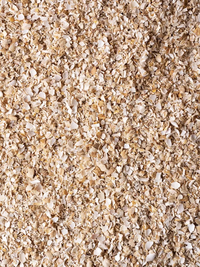 Crushed Whelk Shells