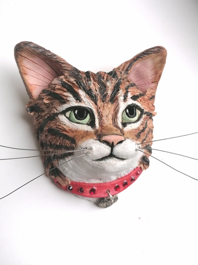 Tabby and white cat portrait 