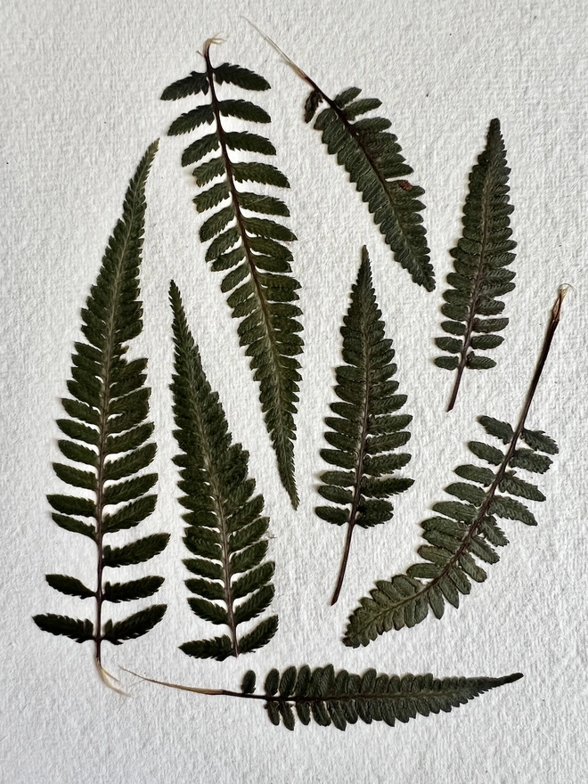 close up of fern leaves