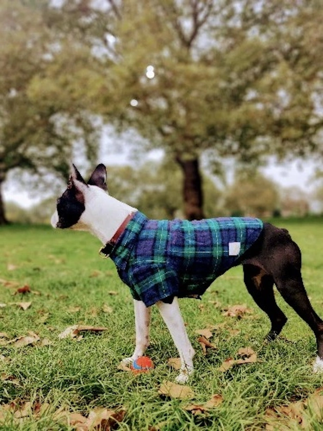 Elliot Cotton 100% Flannel Dog Shirts 