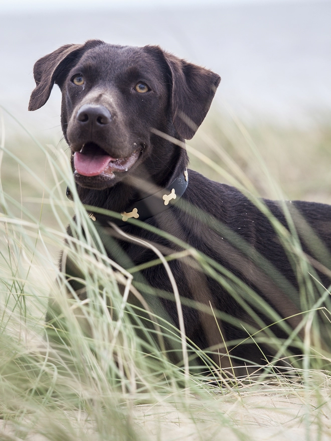 Beach Dog Cora Wearing Creature Clothes Dark Brown Leather Dog Collar with Brass Bones