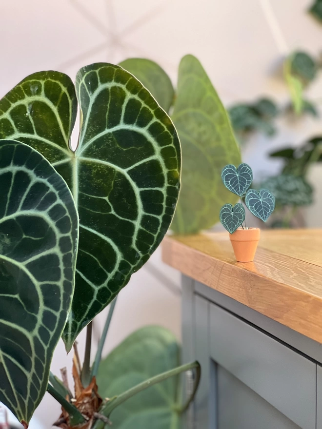 A miniature replica Anthurium Clarinervium paper plant ornament in a terracotta pot sat on a desk to the right of a real Clarinervium to show the likeness